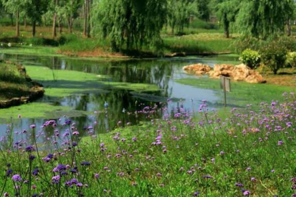 王官湿地公园 王官湿地公园