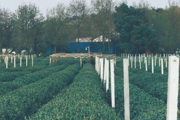 中国茶叶博物馆