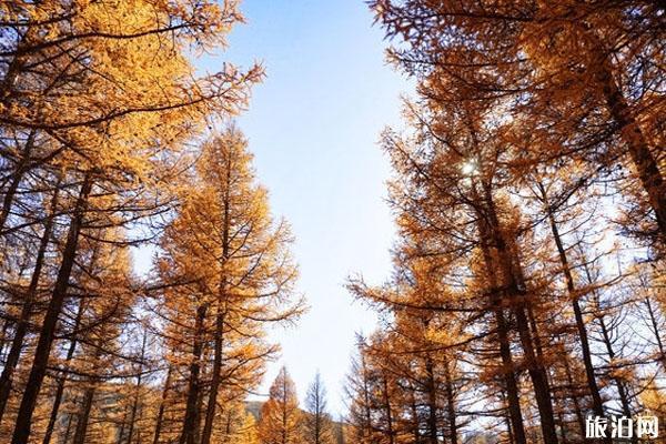 黄岗梁国家森林旅游区 黄岗梁国家森林旅游区