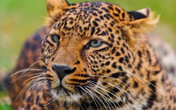 自贡-彩灯公园动物园 自贡-彩灯公园动物园