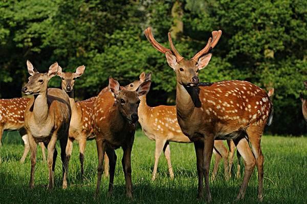 自贡-彩灯公园动物园 自贡-彩灯公园动物园