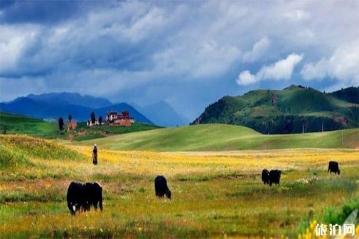 洛绒牛场 洛绒牛场