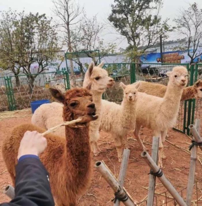 肇庆恒大梦幻奇趣园 肇庆恒大梦幻奇趣园