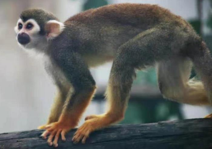 仙桃市动物园 仙桃市动物园