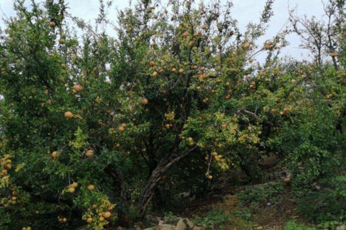 四季榴园 四季榴园