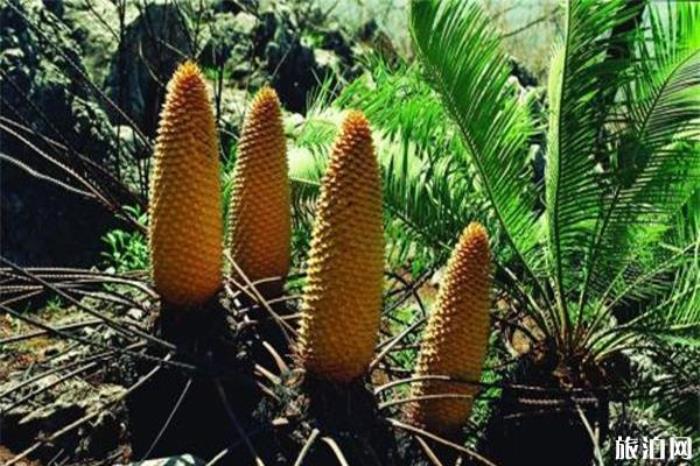 苏铁保护区 苏铁保护区