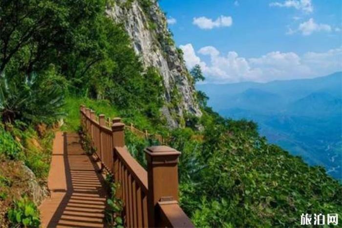 苏铁保护区 苏铁保护区