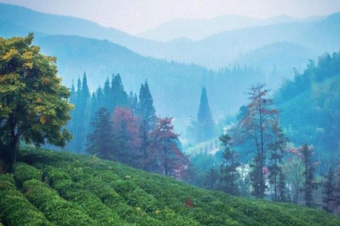 濮塘森林公园 濮塘森林公园