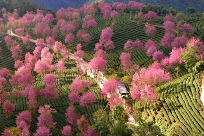 无量山樱花谷 无量山樱花谷