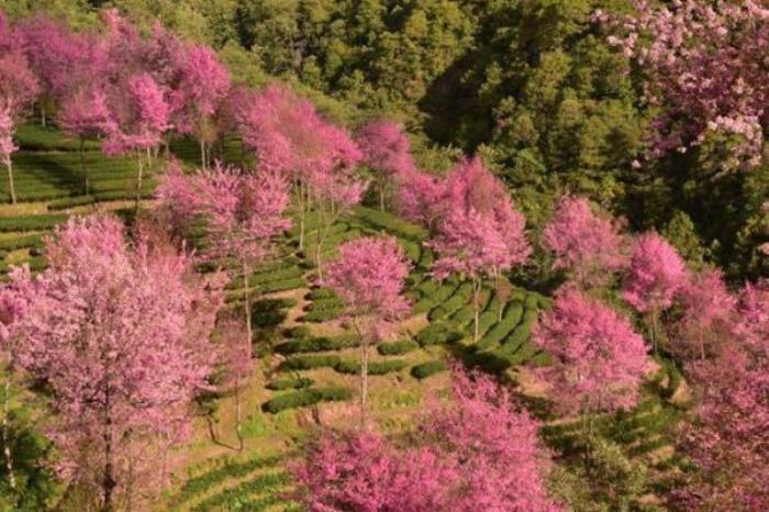 无量山樱花谷 无量山樱花谷