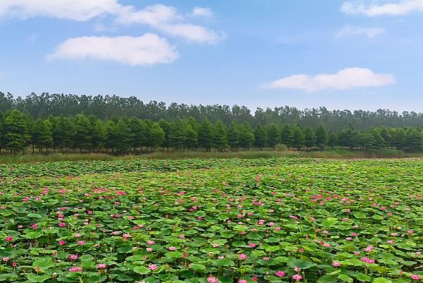 泗洪洪泽湖湿地