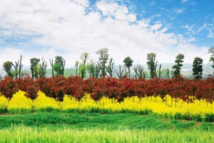 东辰生态园 东辰生态园