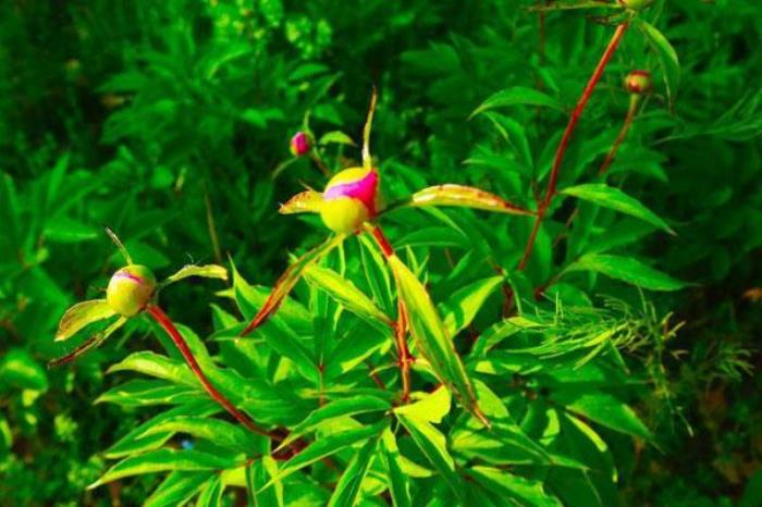 后湖生态园 后湖生态园