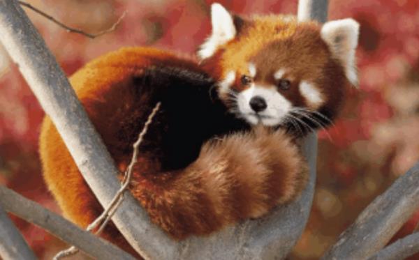 内江欢乐海底世界 内江欢乐海底世界