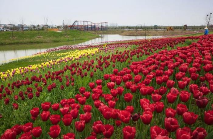 百万花海风景区 百万花海风景区