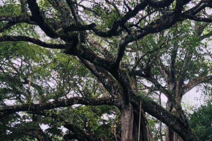 芒令独树成林 芒令独树成林