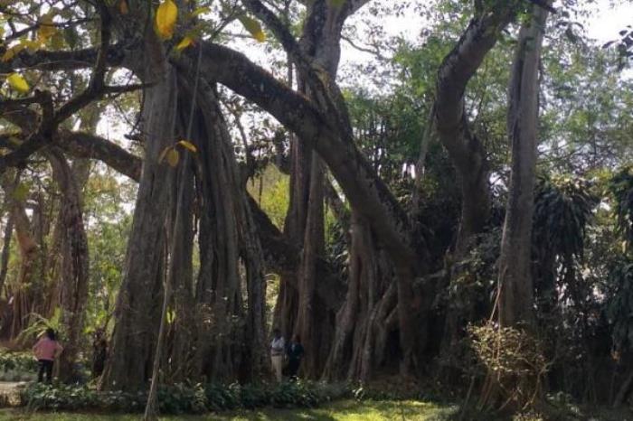 芒令独树成林 芒令独树成林