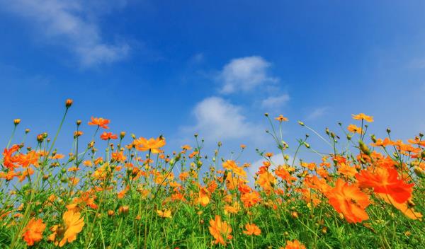 紫海田园 紫海田园