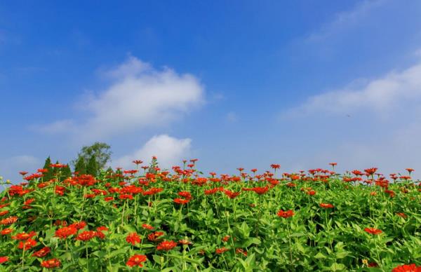 紫海田园 紫海田园