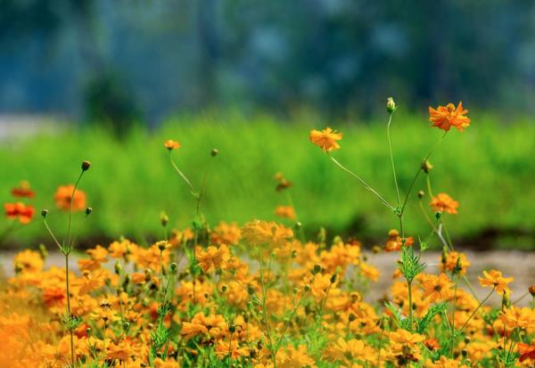 紫海田园 紫海田园