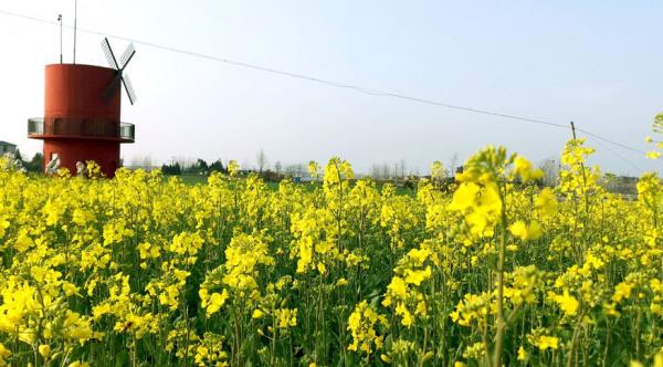 紫海田园 紫海田园
