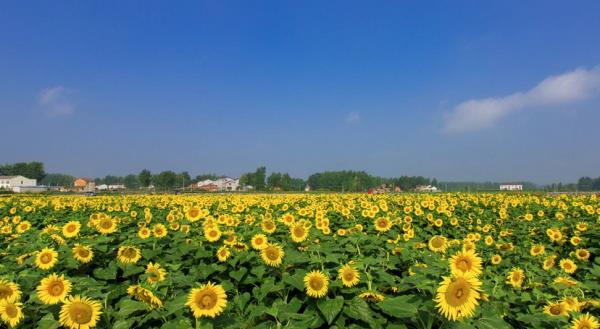紫海田园 紫海田园