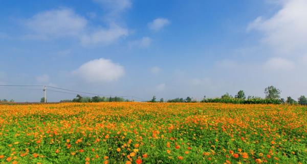 紫海田园 紫海田园