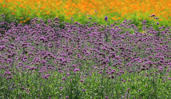 紫海田园 紫海田园