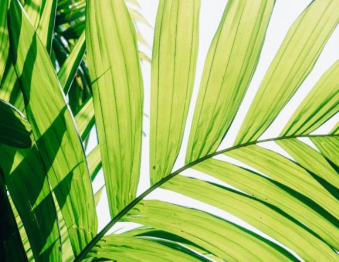 厦门园林植物园 厦门园林植物园