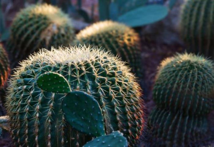 厦门园林植物园 厦门园林植物园