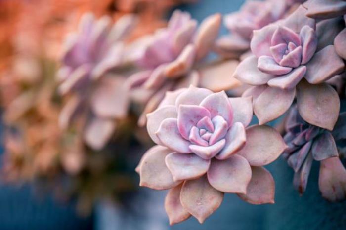 厦门园林植物园 厦门园林植物园