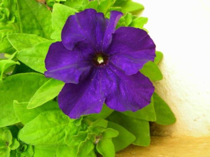 厦门园林植物园 厦门园林植物园