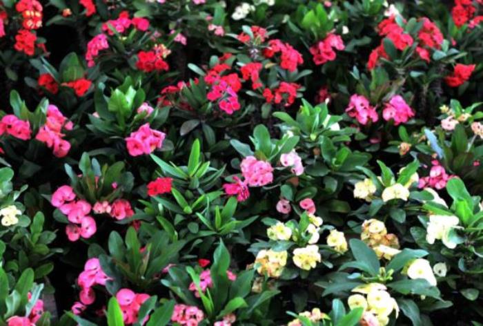 厦门园林植物园 厦门园林植物园