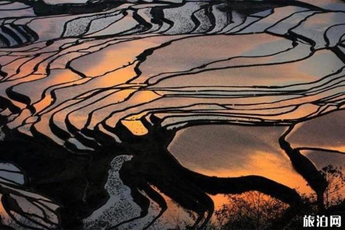 多依树梯田 多依树梯田