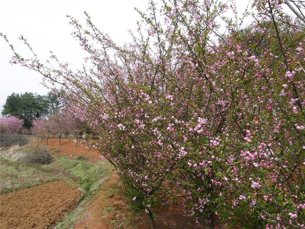 中国秦岭悠然山高山湿地景区 中国秦岭悠然山高山湿地景区