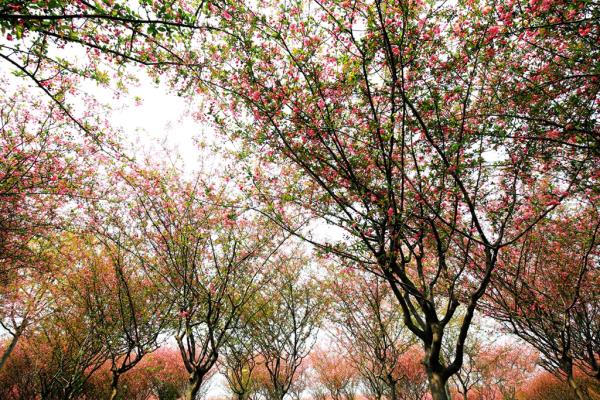 中国秦岭悠然山高山湿地景区 中国秦岭悠然山高山湿地景区
