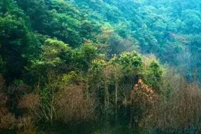 九连山国家自然保护区 九连山国家自然保护区