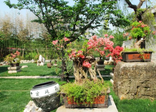 许昌鄢陵唐韵樱花园 许昌鄢陵唐韵樱花园