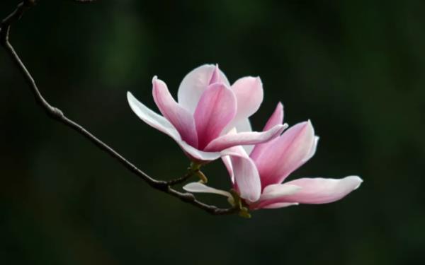 许昌鄢陵唐韵樱花园 许昌鄢陵唐韵樱花园