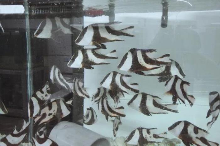 荆州小梅沙海洋馆