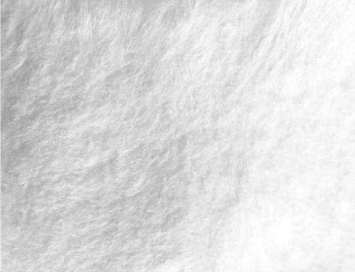 小熊帕帕BEAR PAPA 小熊帕帕BEAR PAPA