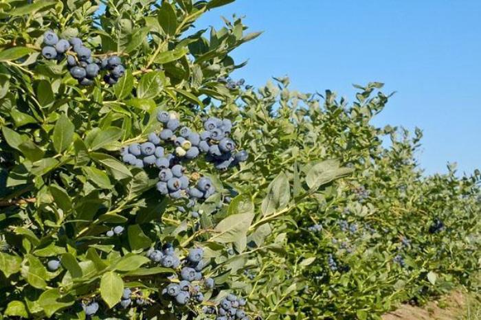 蓝莓庄园 蓝莓庄园