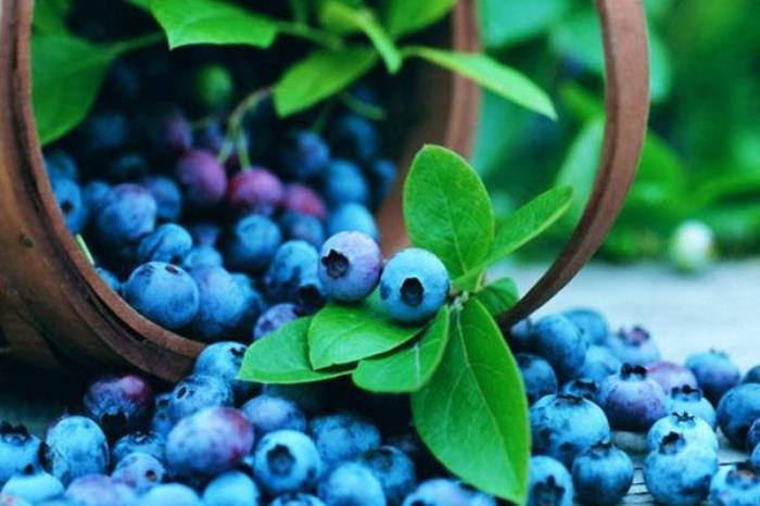 蓝莓庄园 蓝莓庄园