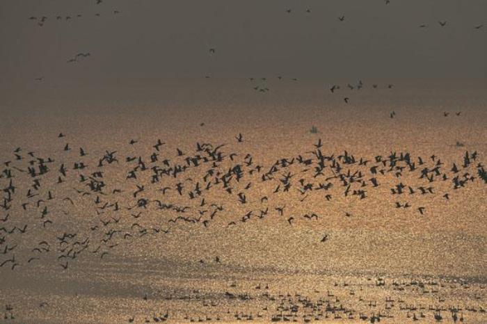 五河沱湖湿地风景区 五河沱湖湿地风景区