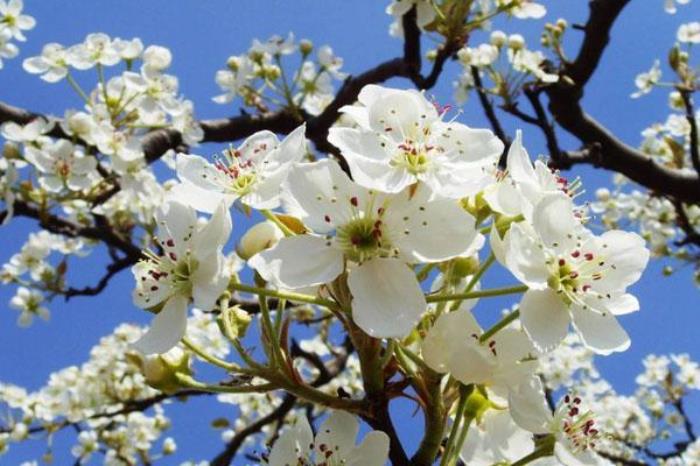 香雪度假村 香雪度假村
