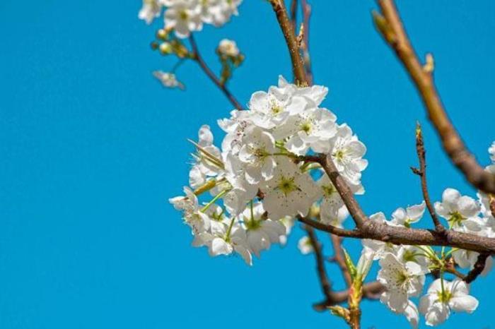 香雪度假村 香雪度假村