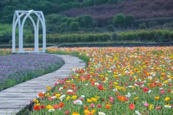 森禾现代花卉产业园 森禾现代花卉产业园