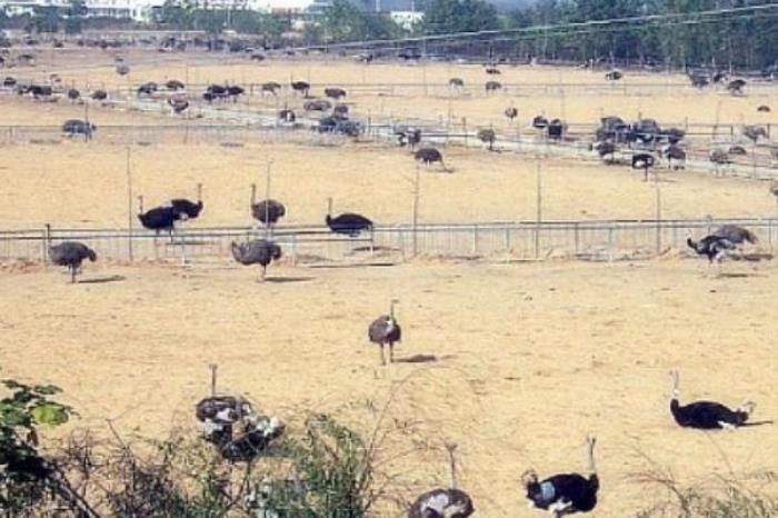 鸵鸟王生态园景区 鸵鸟王生态园景区