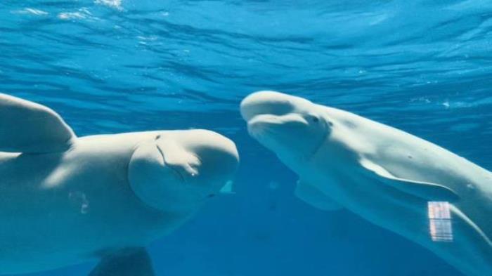 德州-泉城欧乐堡海洋极地世界 德州-泉城欧乐堡海洋极地世界