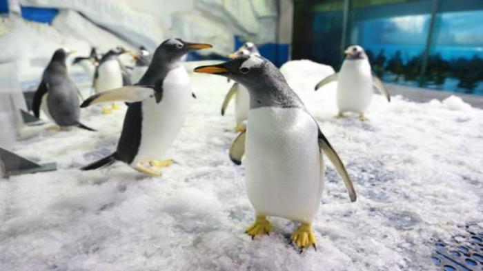 德州-泉城欧乐堡海洋极地世界 德州-泉城欧乐堡海洋极地世界